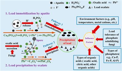 Lead remediation is promoted by phosphate-solubilizing fungi and apatite via the enhanced production of organic acid